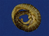 藏品(闊帶青斑海蛇)的圖片